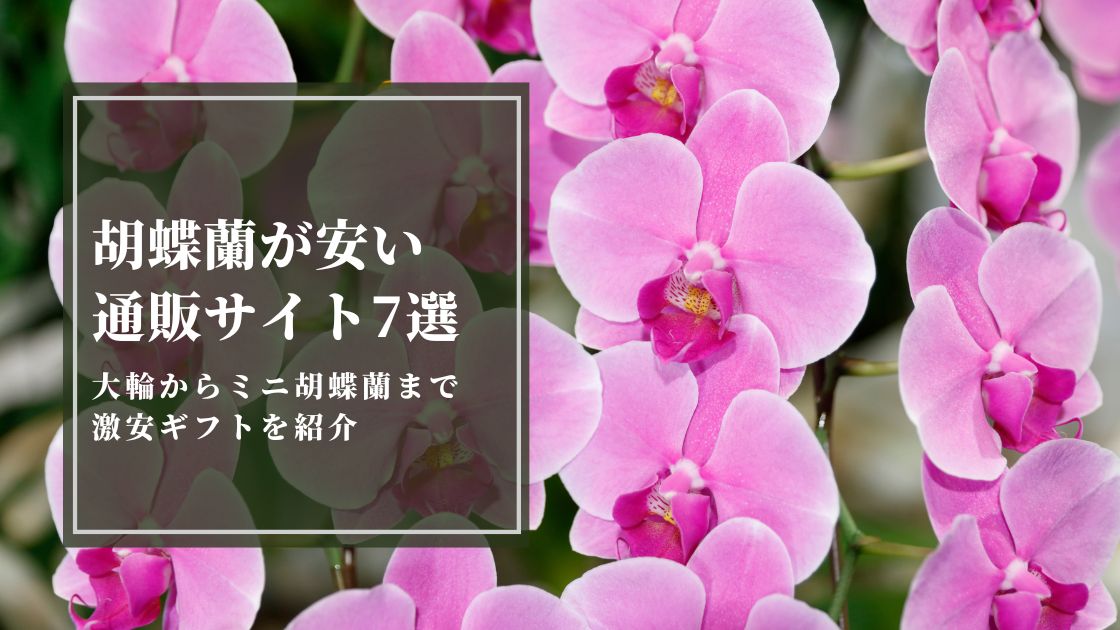 胡蝶蘭が安いおすすめ通販サイト